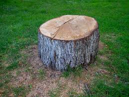 Best Tree Cabling and Bracing  in Cactus, TX