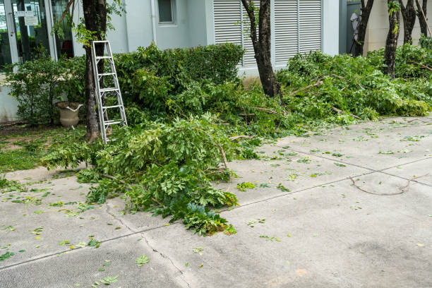 How Our Tree Care Process Works  in  Cactus, TX