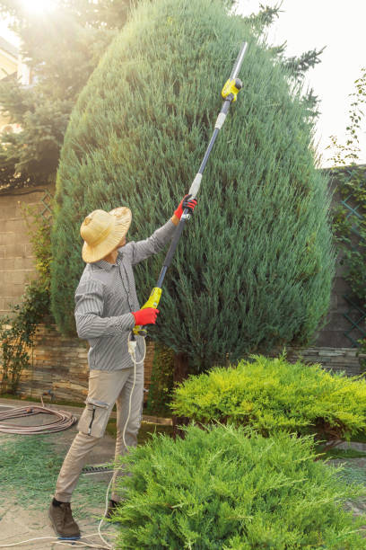 Reliable Cactus, TX Tree Services Solutions